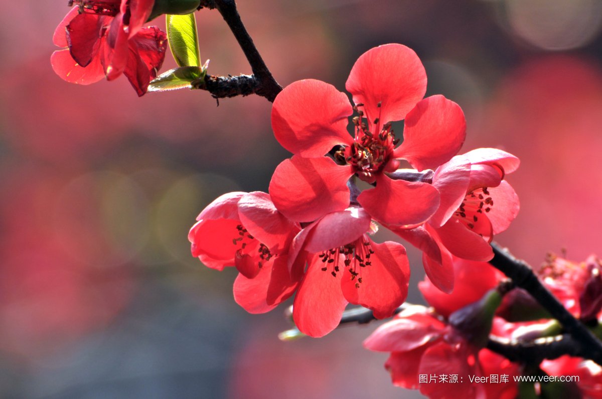 Veer开启(qǐ)版权图片(piàn)订阅(yuè)模式,低至3元/张! 开云网页版-开云kaiyun(中国)